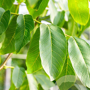 Juglans r. 'Buccaneer' 16-18 HO draadkluit