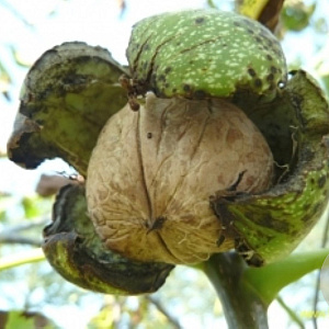 Juglans r. 'Buccaneer' 16-18 HO draadkluit 250 cm stam