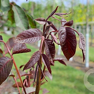 Juglans r. 'Purpurea' 10-12 HO draadkluit