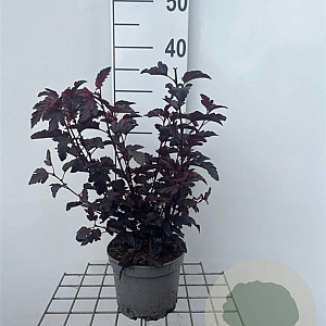 Physocarpus opulif. All Black 25-30 cm 2,0L