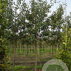 Malus d. Röd Belle de Boskoop 18-20 HO draadkluit