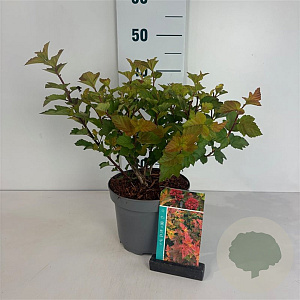 Physocarpus opulif. Magic Ball 40-50 cm 35L