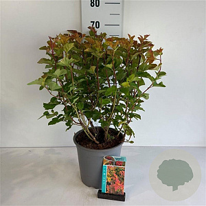 Physocarpus opulif. Magic Ball 50-60 cm 6,5L