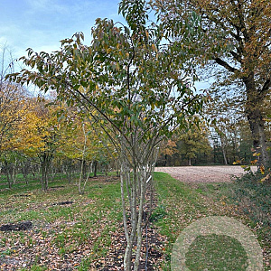 Prunus 'Accolade' 350-400 cm draadkluit meerstammig op aanvraag