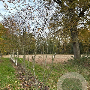 Prunus 'Accolade' 350-400 cm draadkluit meerstammig op aanvraag