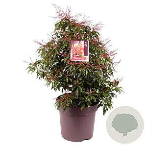 Pieris jap. 'Katsura' 50-55 cm 13L