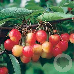 Prunus a. Napoleon 8-10 HO draadkluit