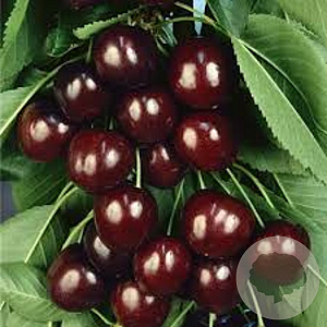 Prunus a. Schneiders Späte 30-35 HO draadkluit 250 cm stam