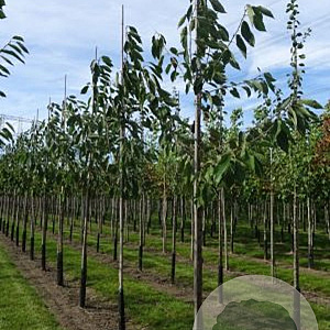 Prunus a. 'Sunburst' 16-18 HO draadkluit