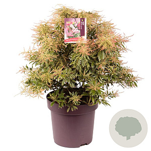 Pieris jap. Ralto Rose 50-55 cm 13L