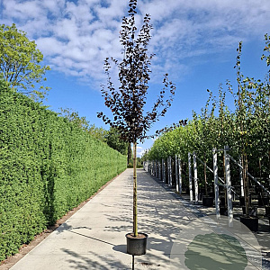 Prunus cer. 'Nigra' 12-14 HO 50L