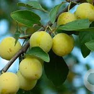 Prunus d. Oullins Reine Claude 8-10 HA 15L