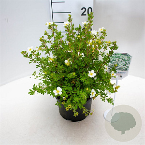 Potentilla f. 'Abbotswood' 25-30 cm 3,5L
