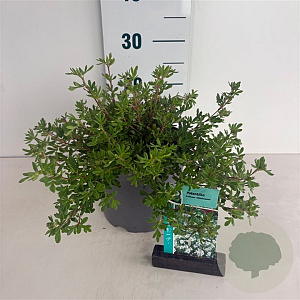 Potentilla f. 'Abbotswood' 25-30 cm 3,5L