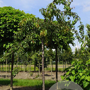 Prunus 'Kiku-shidare-zakura' 25-30 HO draadkluit