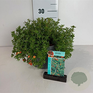 Potentilla f. 'Red Ace' 20-30 cm 3,5L