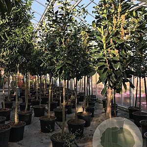 Prunus l. 'Novita' 10-12 HO 15L