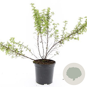 Potentilla f. 'Tangerine' GM 1.5