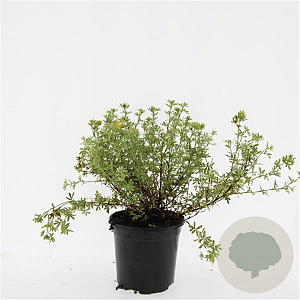 Potentilla f. 'Tangerine' GM 1.5