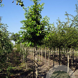 Prunus lusitanica Tico 14-16 HO draadkluit