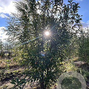 Prunus padus 350-400 cm draadkluit meerstammig op aanvraag
