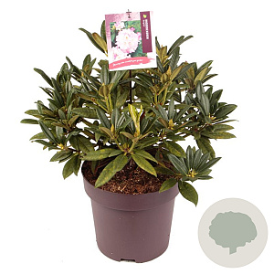 Rhododendron 'Brigitte' 50-60 cm 13L