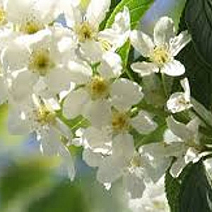 Prunus padus 'Albertii' 40-45 HO draadkluit