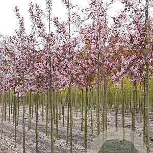 Prunus padus 'Colorata' 12-14 HO draadkluit