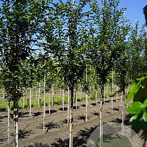 Prunus 'Pandora' 10-12 HO draadkluit