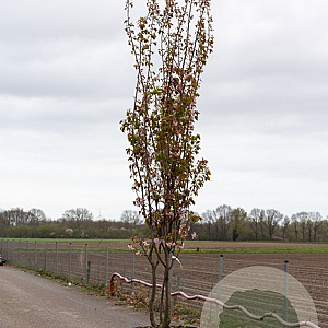 Prunus sargentii 'Rancho' 20-25 HO draadkluit 250 cm stam