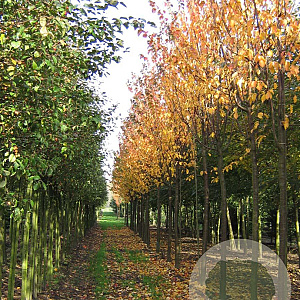 Prunus sargentii 'Rancho' 25-30 HO draadkluit
