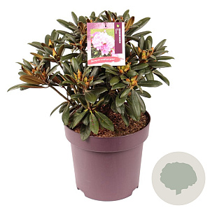 Rhododendron (Y) 'Kalinka' 50-60 cm 13L