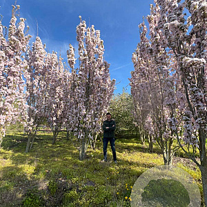 Prunus ser. 'Amanogawa' 600-700 cm draadkluit meerstammig