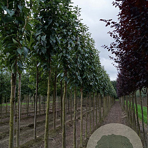 Prunus ser. 'Amanogawa' 8-10 HO draadkluit