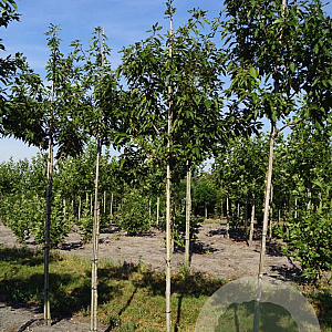 Prunus ser. 'Pink Perfection' 10-12 HO draadkluit