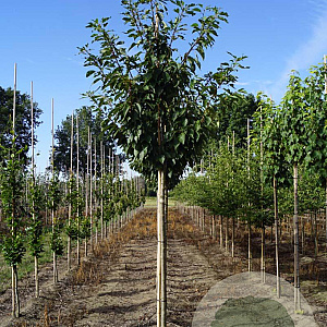 Prunus ser. 'Taihaku' 12-14 HO draadkluit