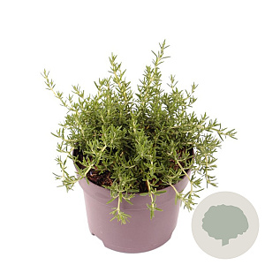 Rosmarinus off. 'Capri' 10-15 cm 2,0L