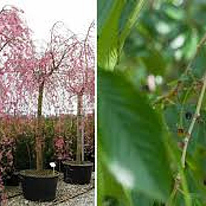 Prunus subh. 'Pendula Plena Rosea' 35-40 HO draadkluit 250 cm stam