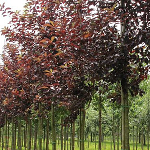 Prunus virginiana 'Canada Red' 18-20 HO draadkluit 250 cm stam
