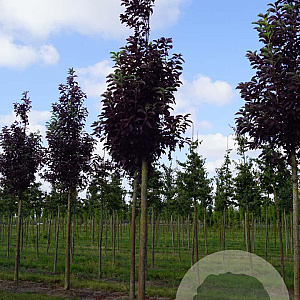 Prunus virginiana 'Canada Red' 20-25 HO draadkluit