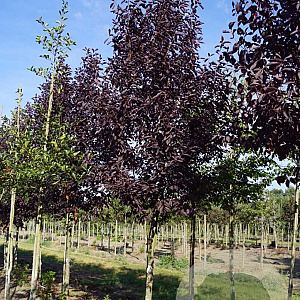 Prunus virginiana 'Canada Red' 20-25 HO draadkluit