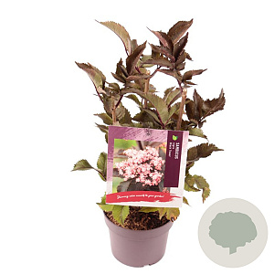 Sambucus nigra Black Tower 40-50 cm 3,0L