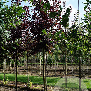 Prunus virginiana 'Shubert' 14-16 HO draadkluit