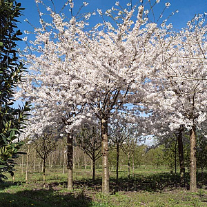 Prunus yedoensis 60-70 HO draadkluit 250 cm stam