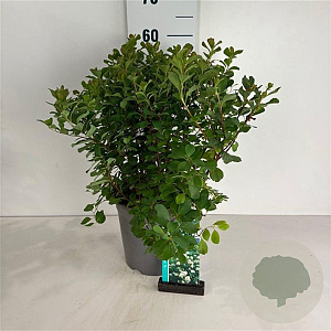 Spiraea betulifolia 'Tor' 30-40 cm 6,5L