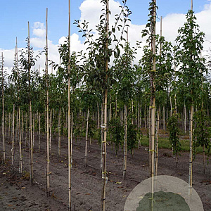 Pyrus c. Gråpäron 12-14 HO draadkluit