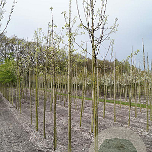 Pyrus c. Gråpäron 12-14 HO draadkluit