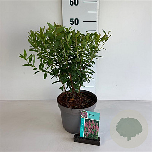 Spiraea billardii 40-50 cm 35L