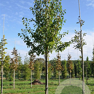 Pyrus pyrifolia 700-800 cm draadkluit meerstammig