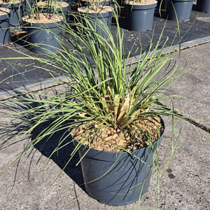 Cortaderia s. 'Pumila' GM 10L